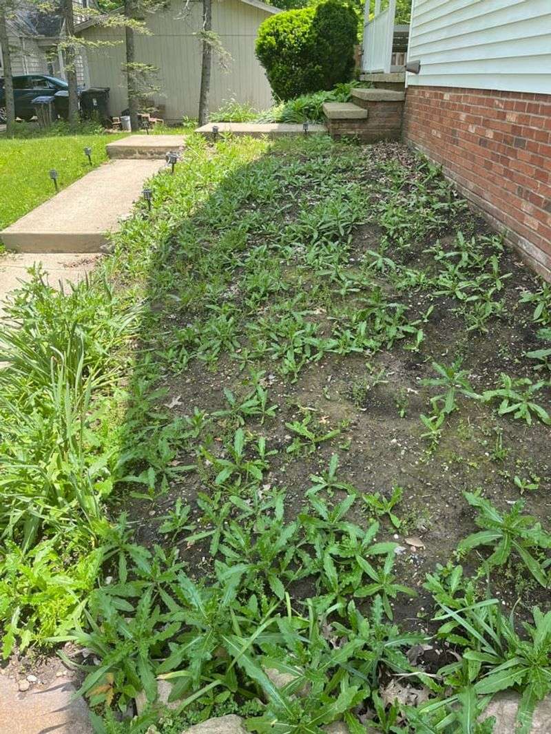 Tackling Weeds Before They Spread