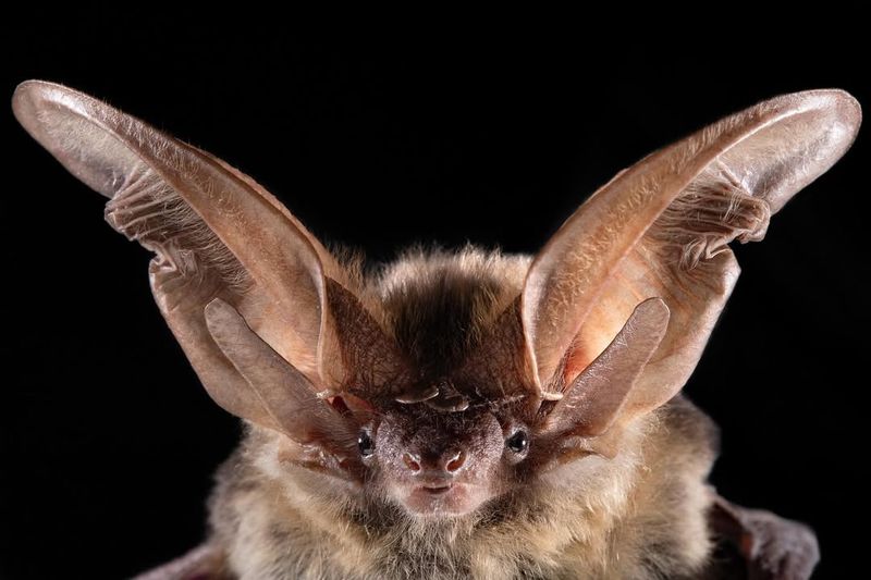 Townsend's Big-Eared Bat