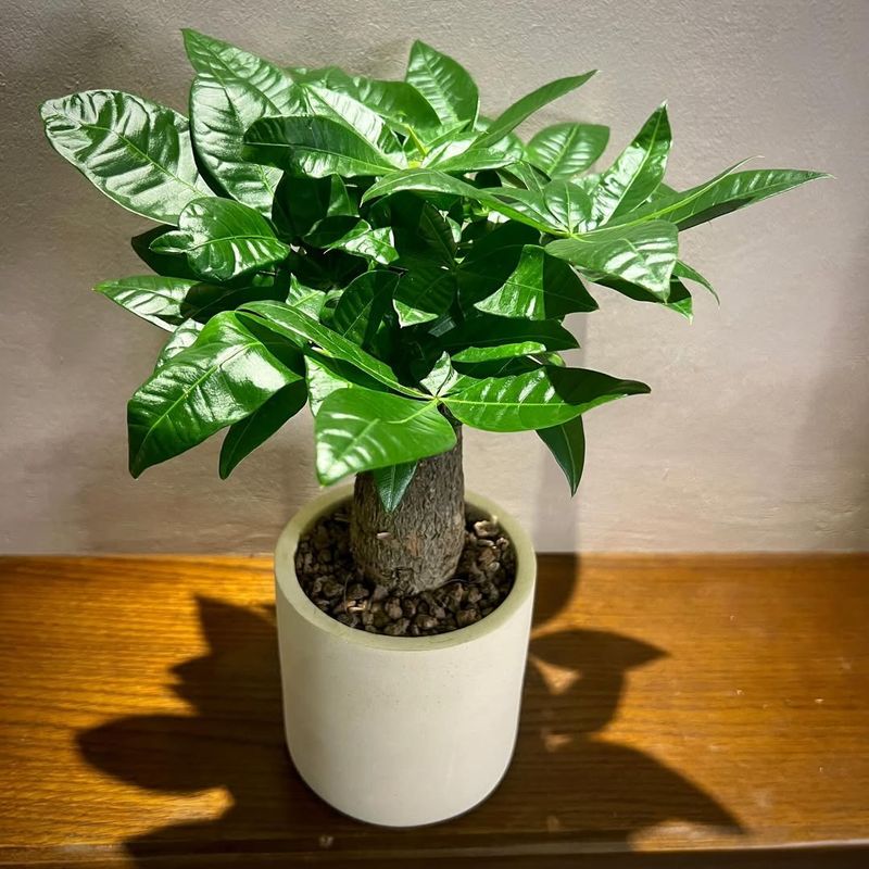 Five-Fingered Leaves Hold Special Meaning