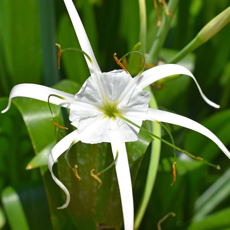 Spider Lily