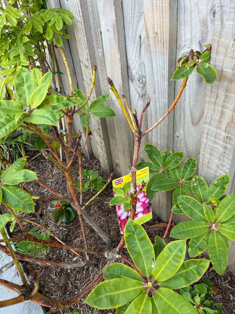 Pruning Practices