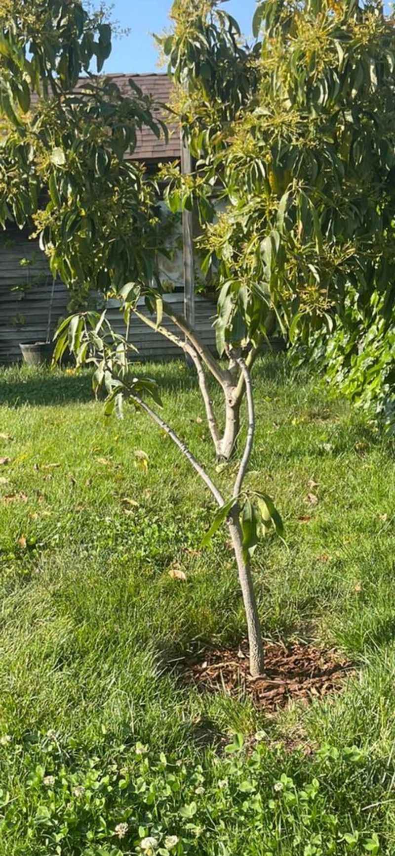 Protect Grafts and Bud Unions