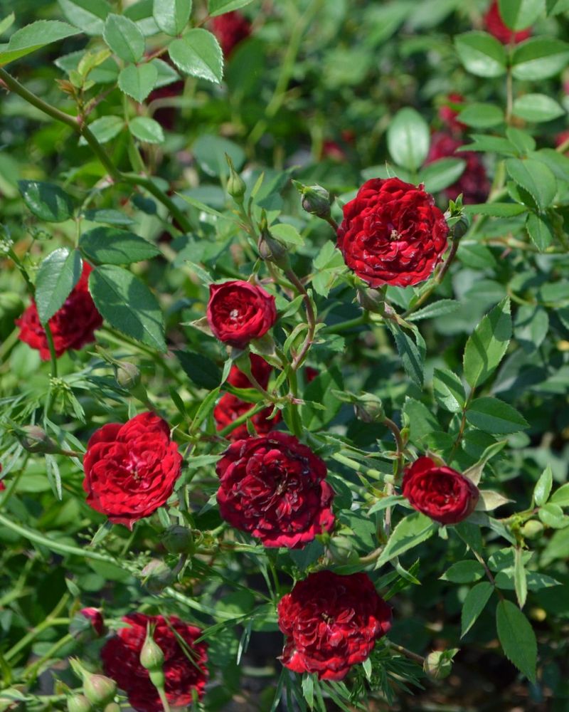 Prune Roses For Winter Blooms