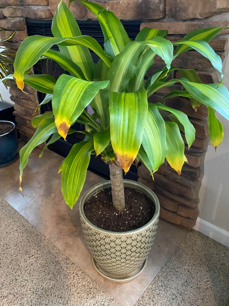 Brown Leaf Tips Mean Underwatering
