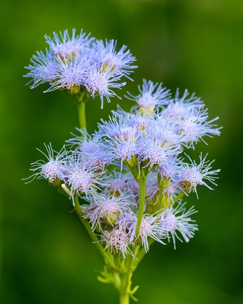 Native Texas Plants Don't Need Any Fall Care