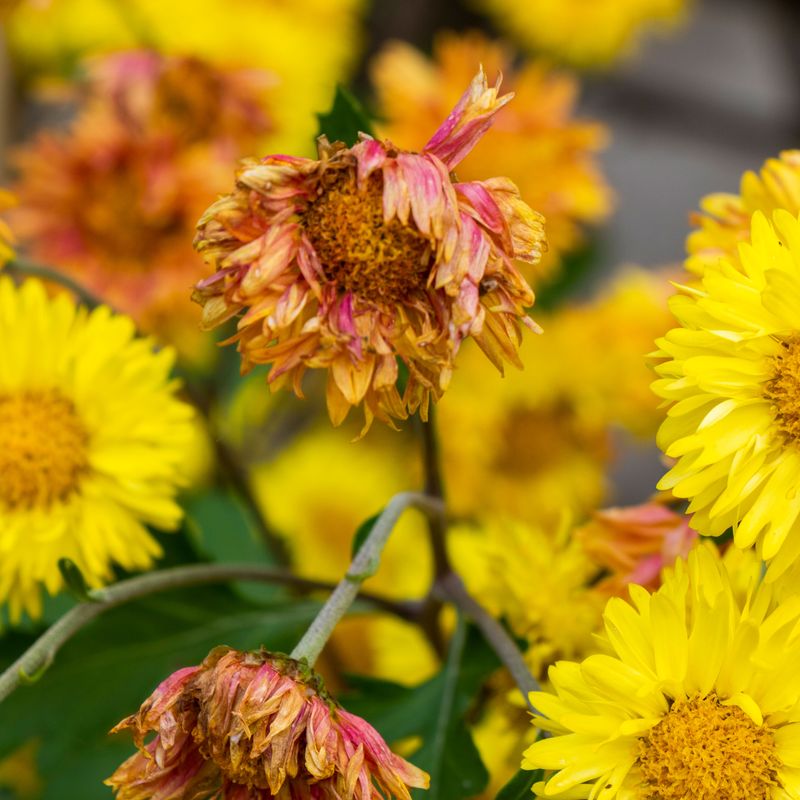 Frost Protection Techniques For Late-Season Flowers
