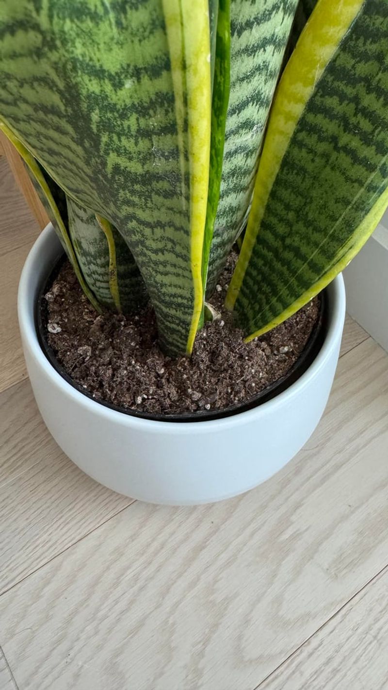 Keeping It In A Pot Without Drainage