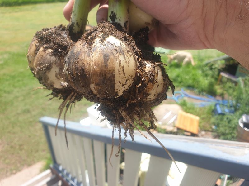 Summer Harvest Timing Works Perfectly