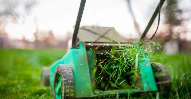 Prepares Lawn For Winter Survival