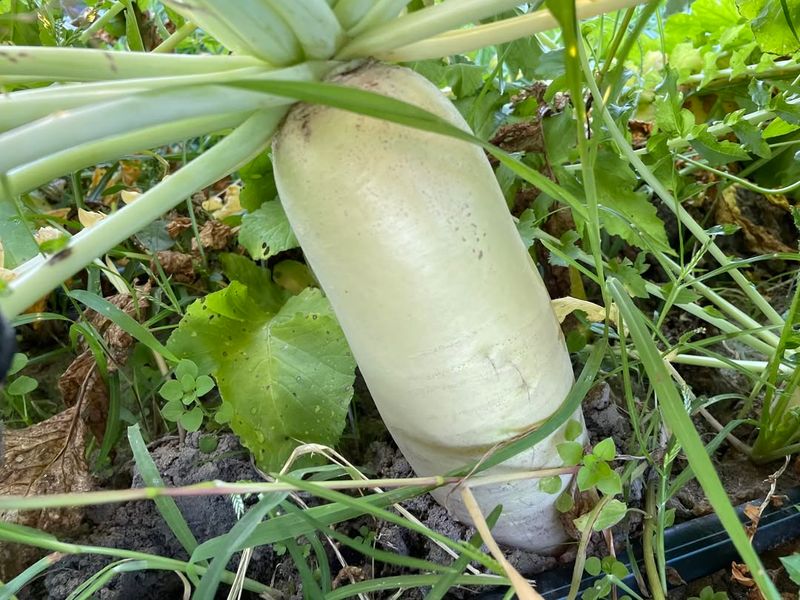 Daikon Radish