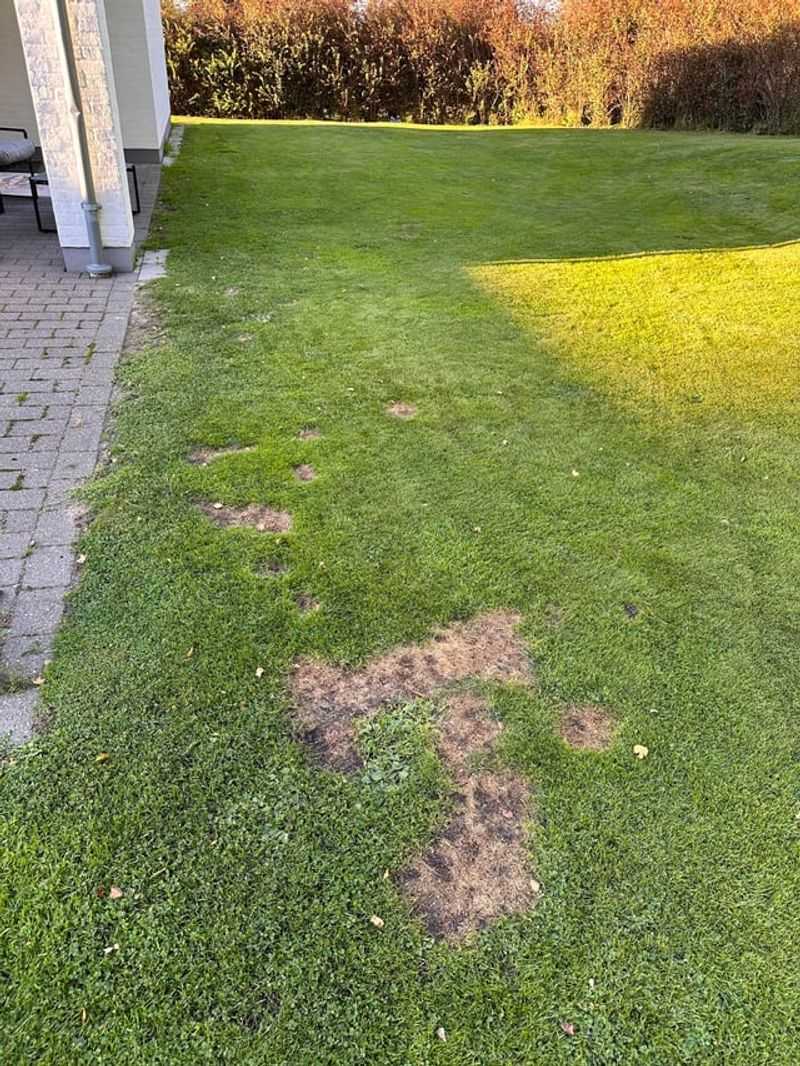 Reduces Unpleasant Lawn Odors