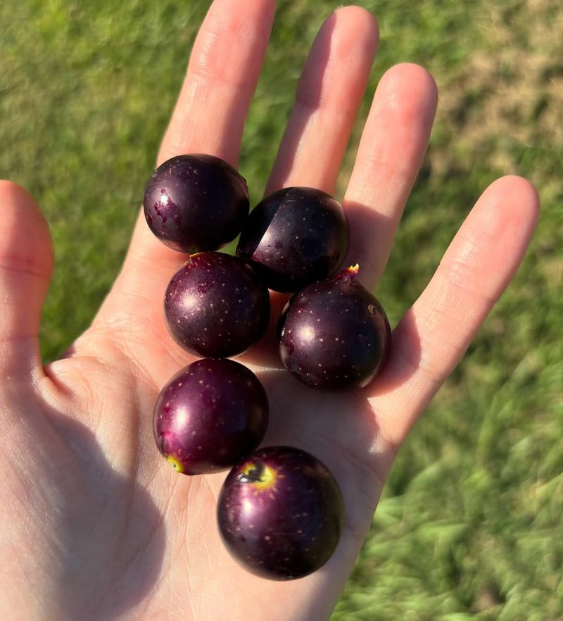 Muscadines