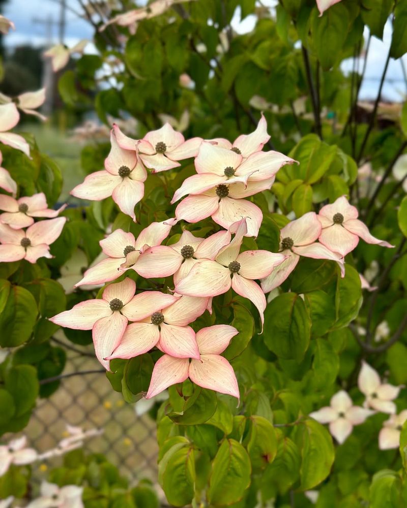 Plant Native Shrubs and Trees