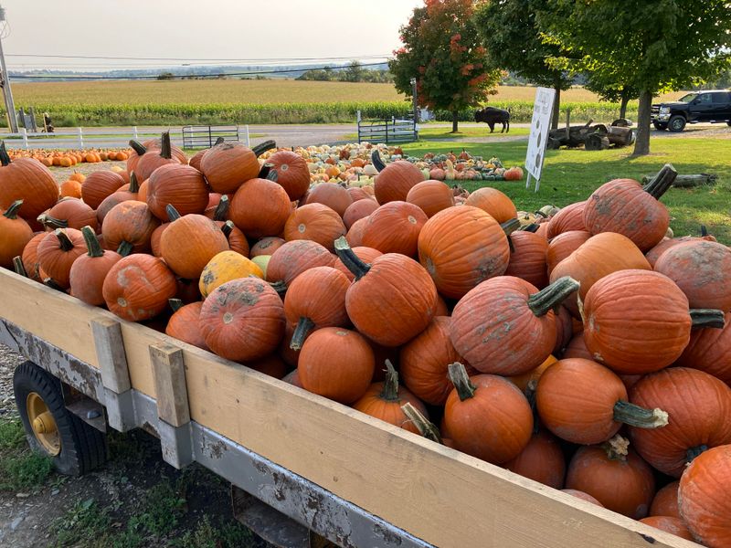 Visit Local Illinois Farms