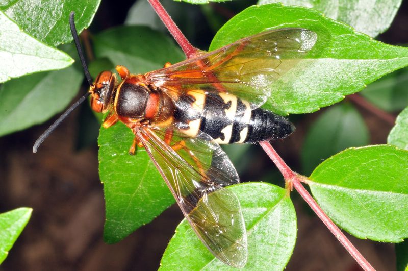 Cicada Killer Wasp