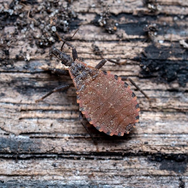 Kissing Bug