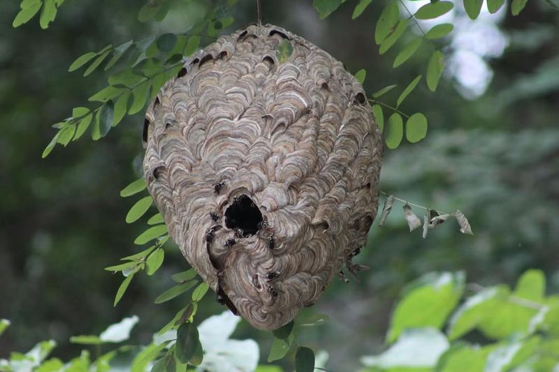 Bald-Faced Hornet