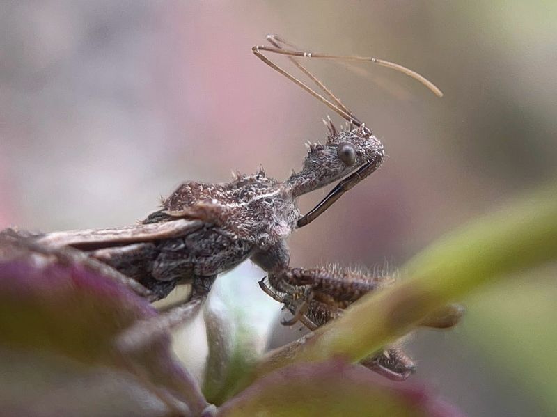 Assassin Bugs