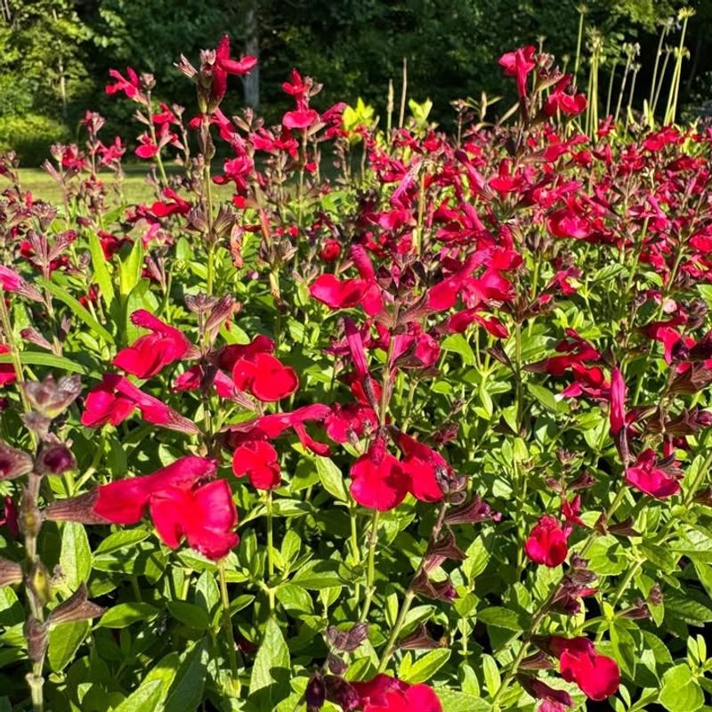 Salvia Greggii