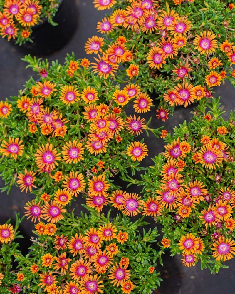 Produces Beautiful Flowers While Protecting Your Home