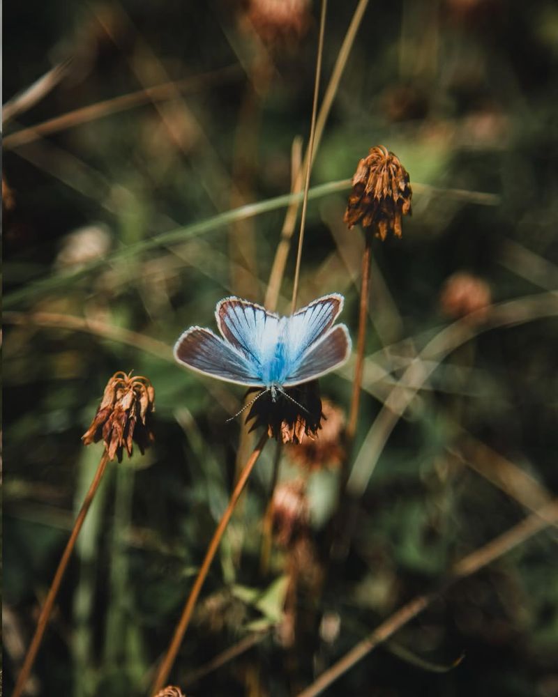 Fender's Blue Butterfly