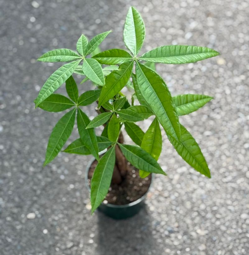 Perfect Indoor Plant For Texas Climate