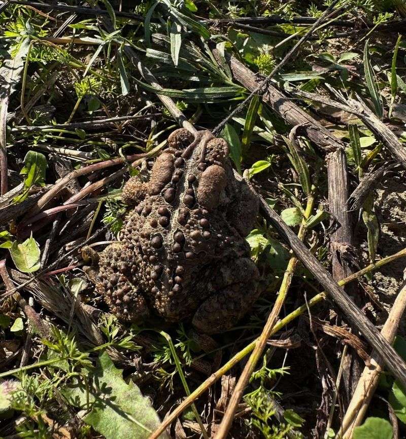 American Toad