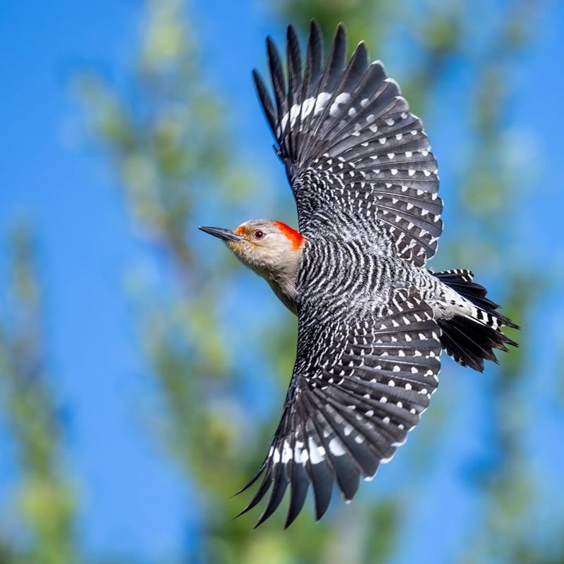 Red-Bellied Woodpecker