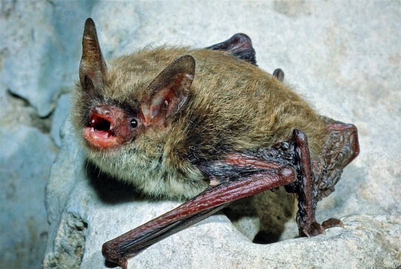 Southeastern Bat