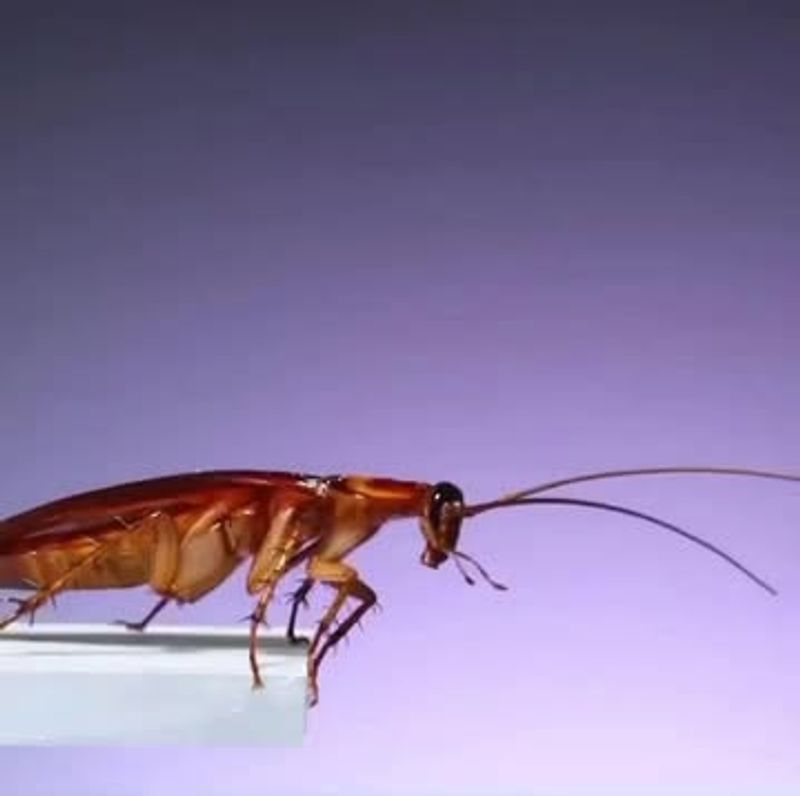 Cockroaches