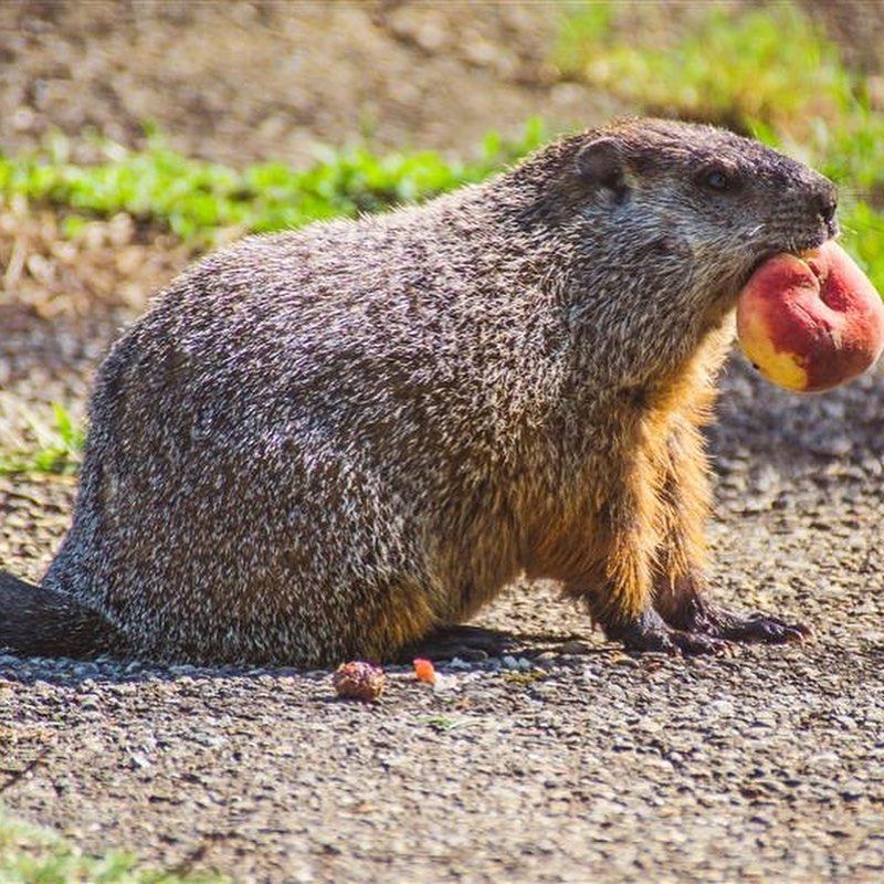 Spread Predator Urine Around Your Yard