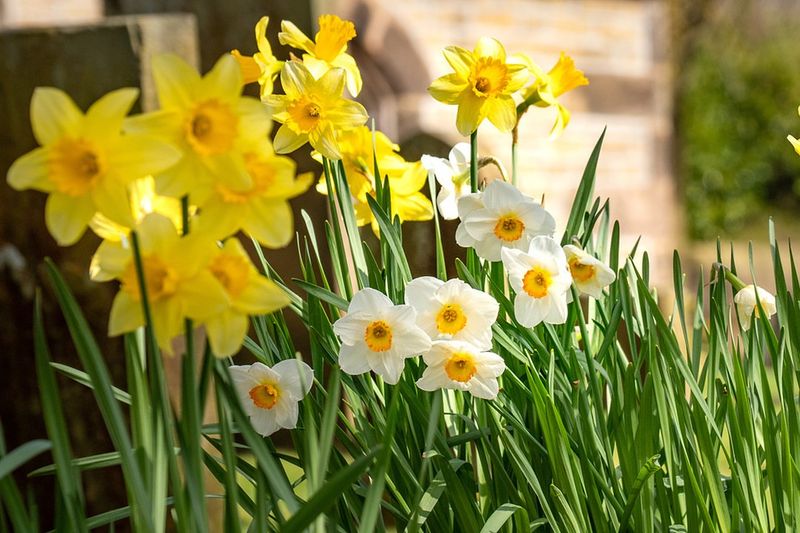 Plant Gopher-Repelling Bulbs And Flowers