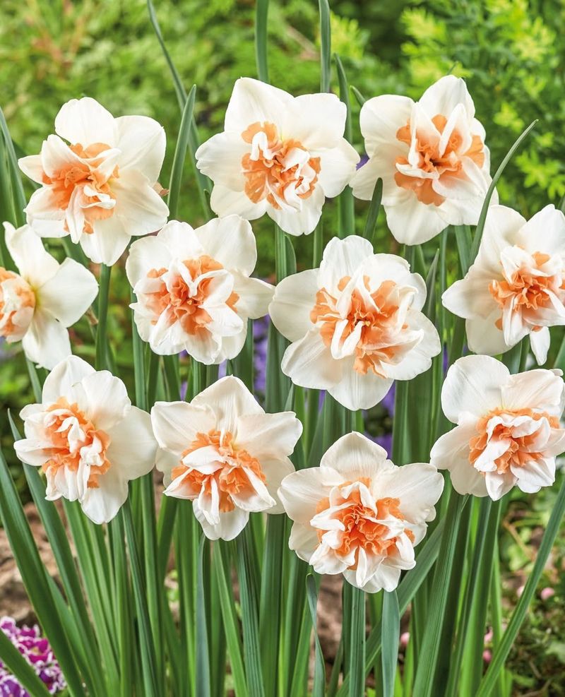 Plant Daffodils And Other Repellent Bulbs