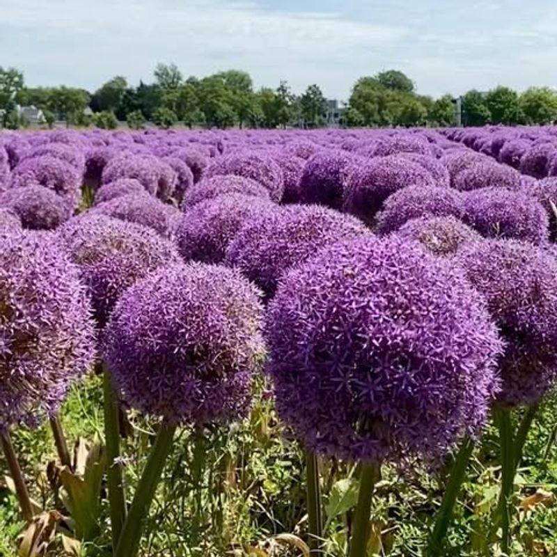 Plant Daffodils And Alliums As Living Deterrents
