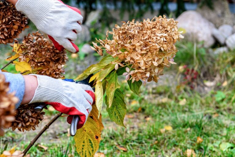 Pruning of dried hydrangea flowers in the fall garden