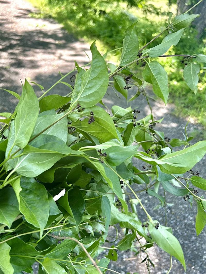 Black Swallow-Wort
