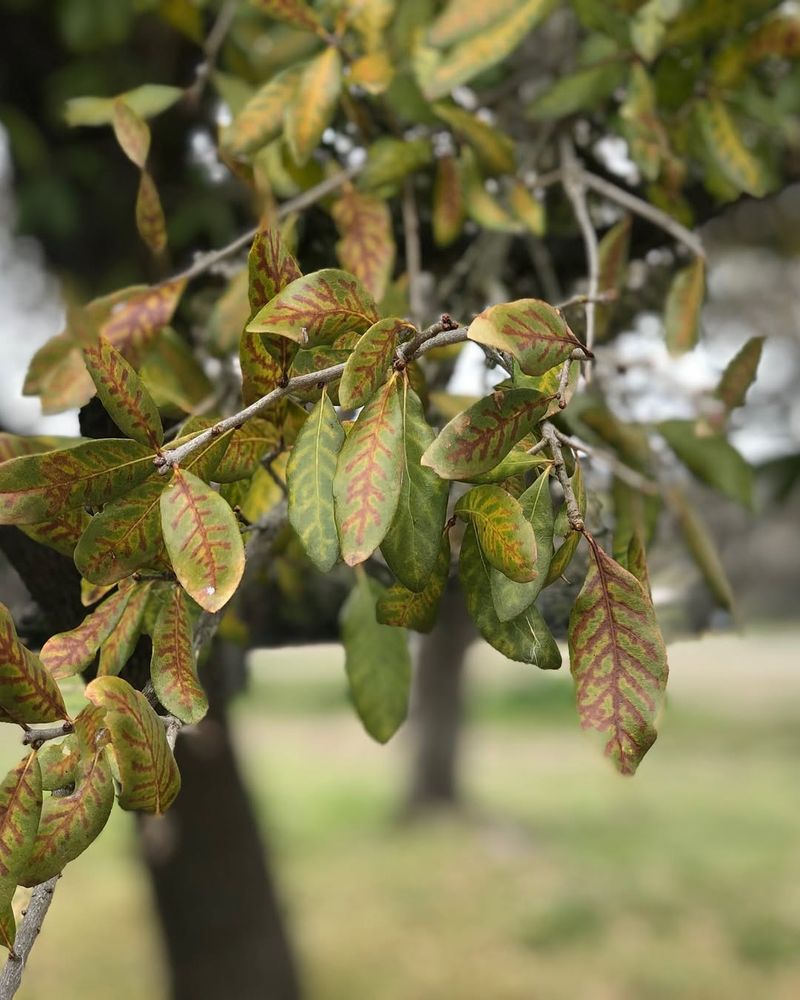 Oak Pruning Disease Window
