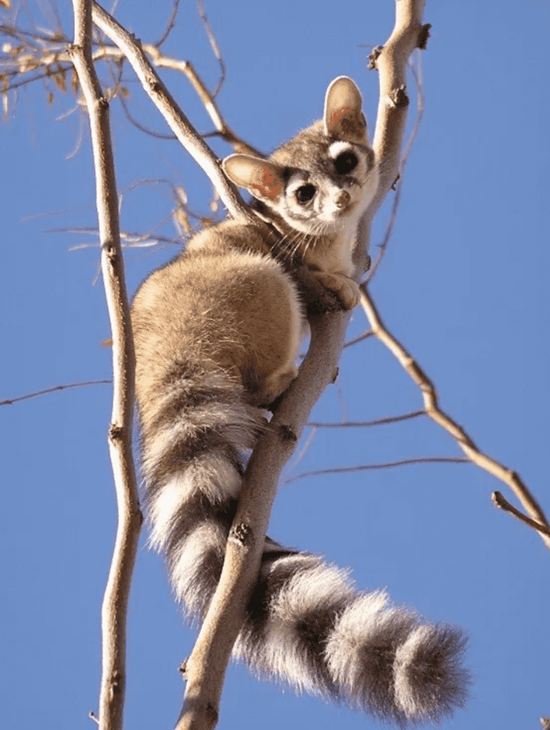 Ringtail Cats Sometimes Use Leaf Platforms