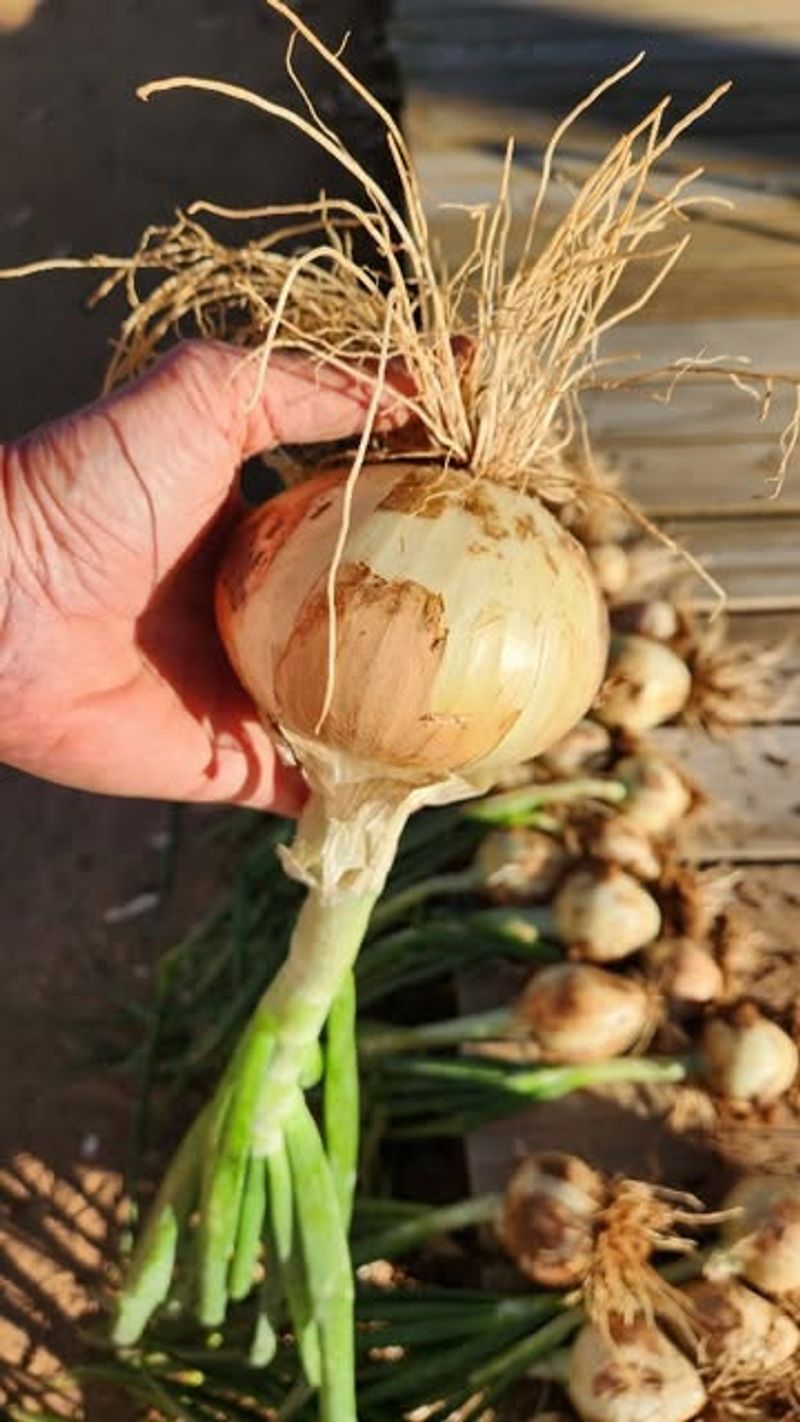 Bulb Necks Soften