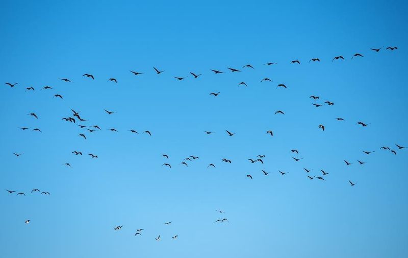 Join Citizen Science Migration Trackers