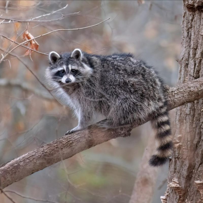 Timing Matters For Humane Removal