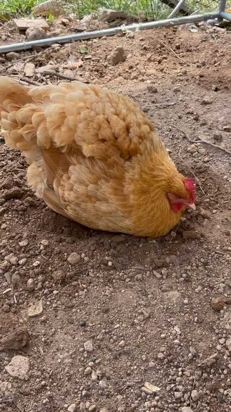 Dust Bath Additions