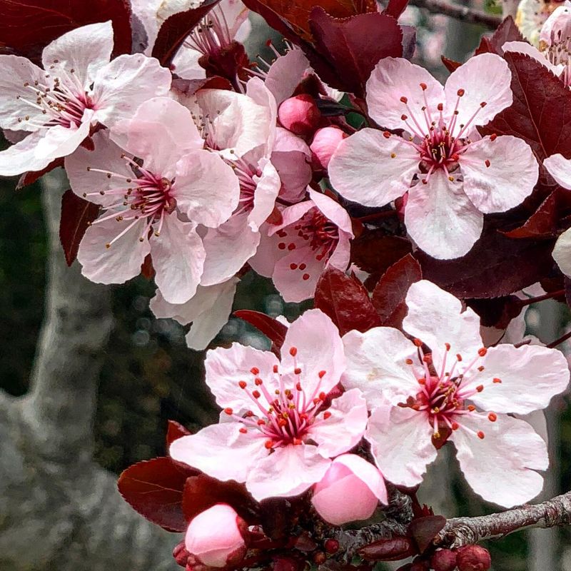 Purple Leaf Plum