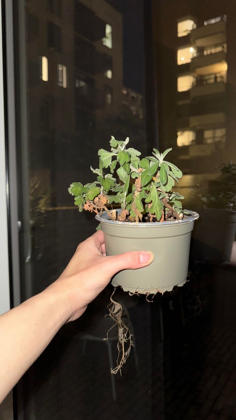 Skipping The Root Check Before Buying