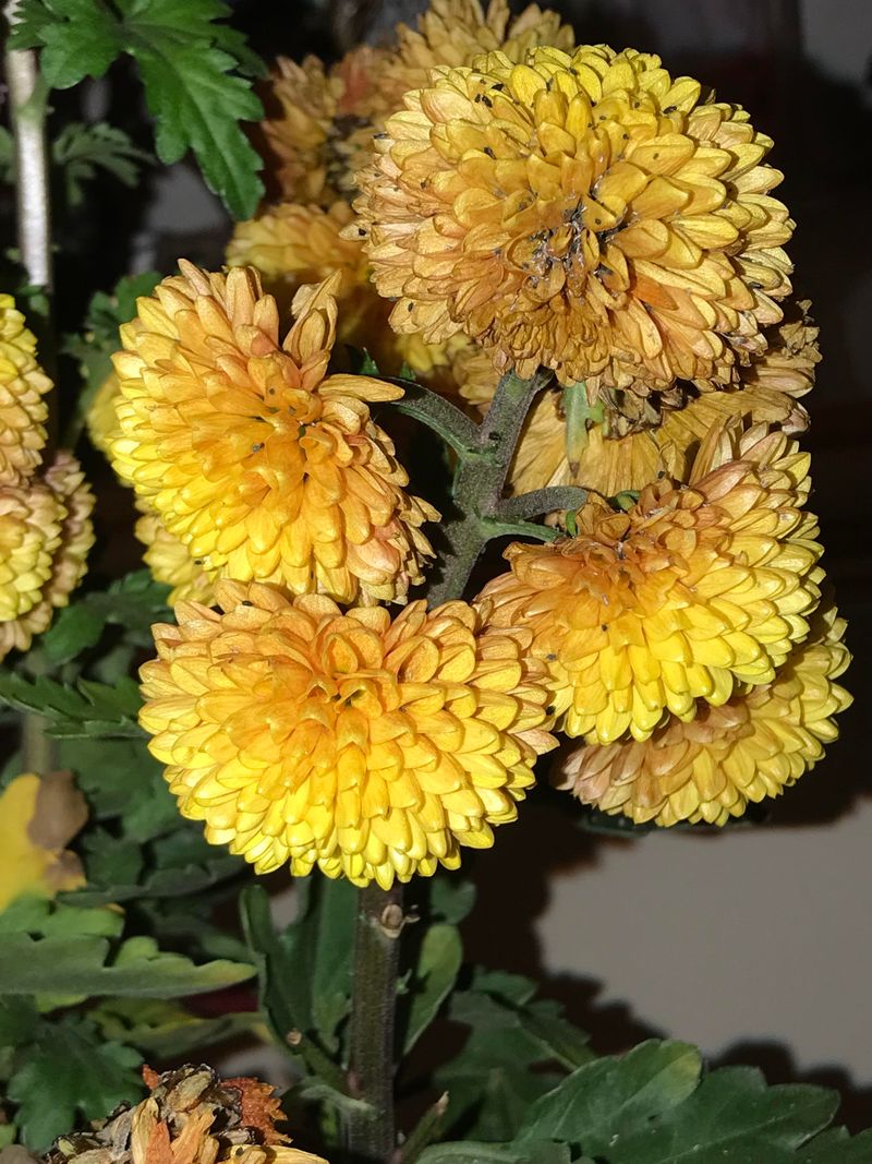 Buying Plants With Yellow Lower Leaves