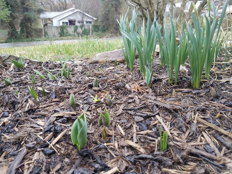 Planting in Shady Locations