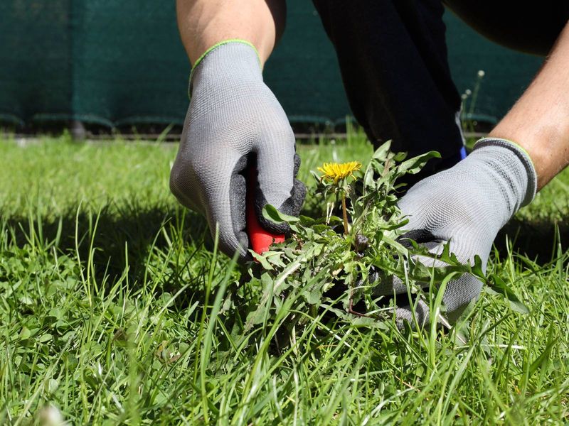 Using Summer Weed Treatments In Fall