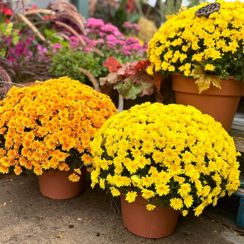 Buying From Stores With Poor Plant Care