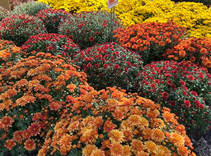 Planting Too Late In The Season