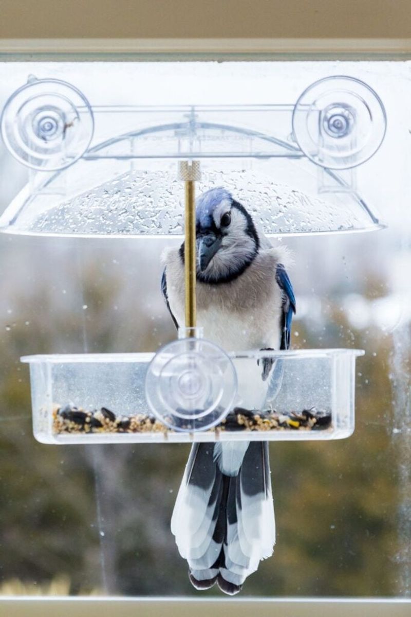 Placing Feeders Too Close To Windows